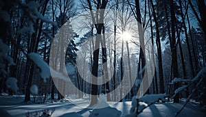 Sunlit winter forest landscape, whites, browns, and golden light, representing hope and winter beauty photo