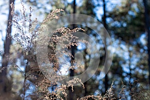 Sunlit Wintered Wildflowers in the Forest