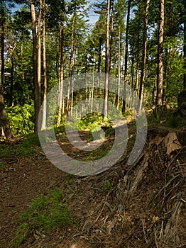 Sunlit woodland in Hathersage Booths