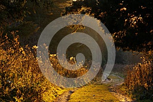 Sunlit woodland path