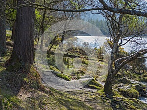 Sunlit woodland on the shore of the Lower Lake at the ancient monastic site at Glendalough in County Wicklow in Ireland