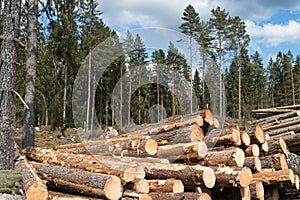 Sunlit woodpile in the woods