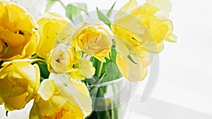 Sunlit Yellow Tulips in Vase