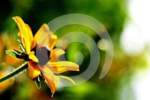 Sunlit yellow wildflower