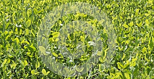 Sunlit young, fresh, green pea plant grass growing in a field