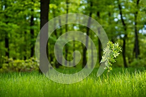 Sunlit young rowan tree in the lush green forest photo