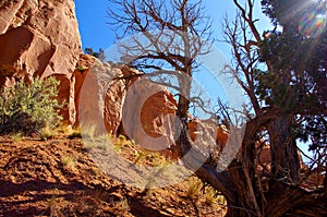 Sunlite dead tree against red rocky bluff photo