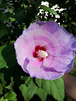 Sunlite hibiscus flower