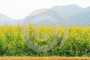 Sunn hemp blossom in field