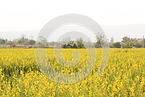 Sunn hemp or Chanvre indien, Legume yellow flowers that bloom in a farmer`s field