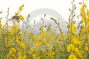 Sunn hemp or Chanvre indien, Legume yellow flowers that bloom in a farmer`s field