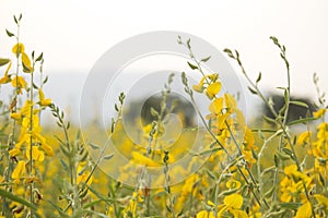 Sunn hemp or Chanvre indien, Legume yellow flowers that bloom in a farmer`s field