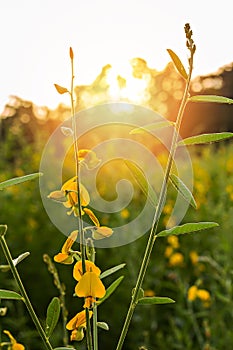 Sunn hemp (Crotalaria juncea)