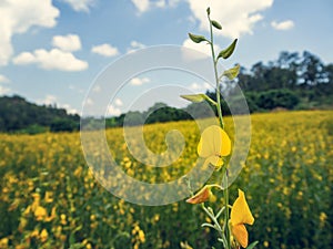 The Sunn hemp or Crotalaria juncea in field photo