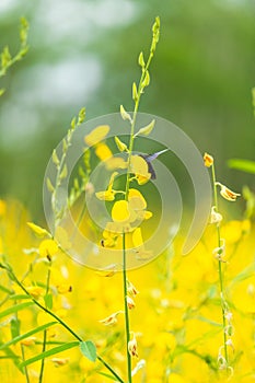 Sunn hemp in a field