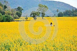 sunn hemp field