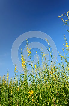 Sunn hemp field with clear blue sky.