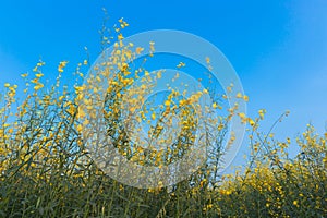 Sunn hemp field (Crotalaria juncea)