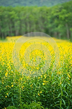 Sunn hemp in a field