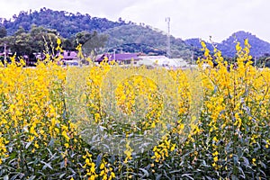 Sunn Hemp Field in Thai