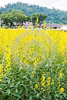 Sunn Hemp Field in Thai