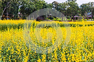 Sunn Hemp Field in Thai