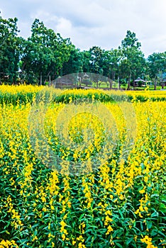 Sunn Hemp Field in Thai