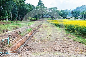 Sunn Hemp Field in Thai