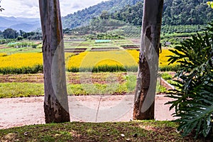 Sunn Hemp Field in Thai