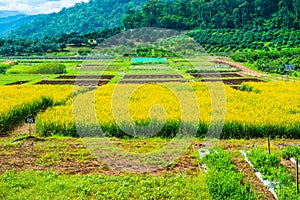 Sunn Hemp Field in Thai