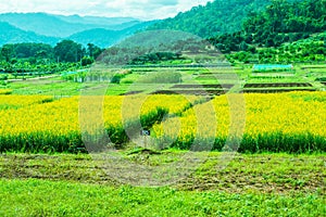 Sunn Hemp Field in Thai