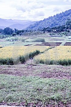 Sunn Hemp Field in Thai