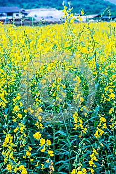 Sunn Hemp Field in Thai