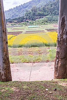 Sunn Hemp Field in Thai