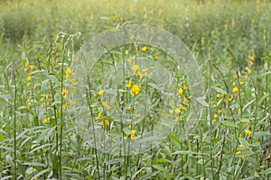 Sunn hemp flower or Crotalaria juncea field with sunlight.