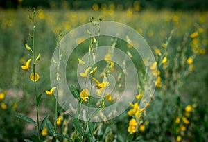 Sunn hemp flower field blooming