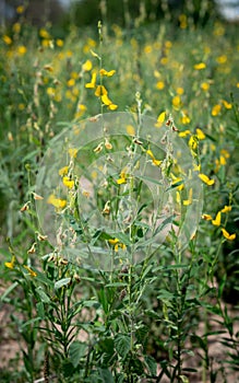 Sunn hemp flower field blooming