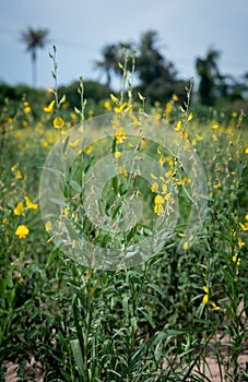 Sunn hemp flower field blooming