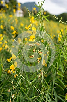 Sunn hemp flower on field