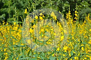 Sunn hemp flower field