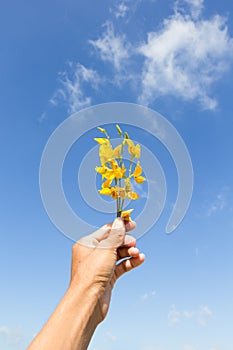 Sunn hemp flowers on hand