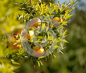 Sunned tangerine with mandarins and leaves.