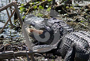Sunning Alligator photo