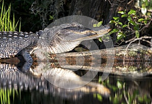 Sunning alligator reflection in blackwater swamp