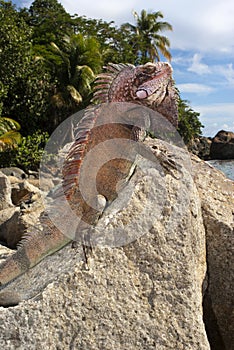 Sunning Iguana (Iguana iguana)
