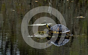 Sunning Terrapin