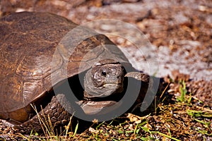 Sunning Tortoise