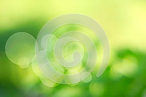 Sunny abstract green nature background.