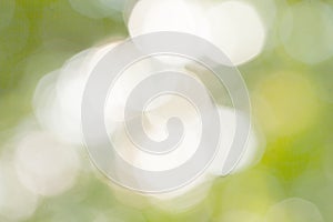 Sunny abstract green nature background