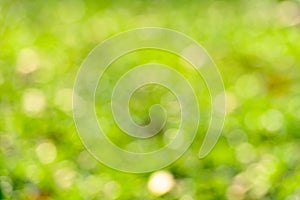 Sunny abstract green nature background